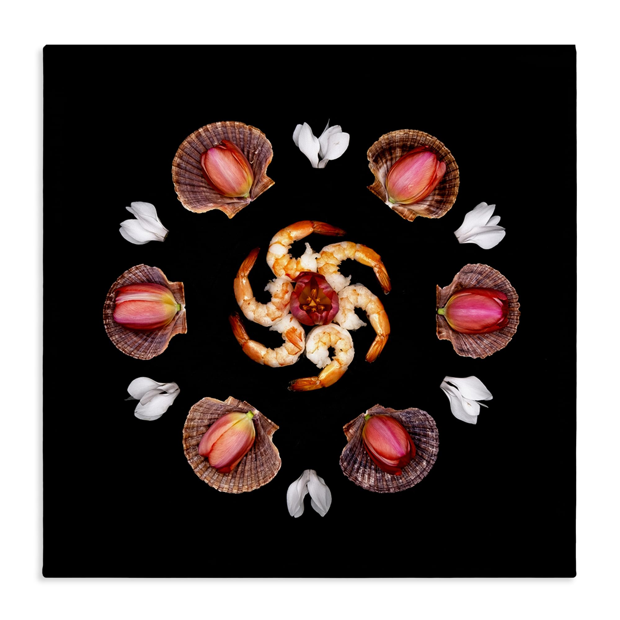 Stupell Industries 'Seashells & Tulips Symmetry', Canvas Art, 30 x 30 Inches, Easy to Hang and Sturdy, Made in USA, by Beth Adoette
