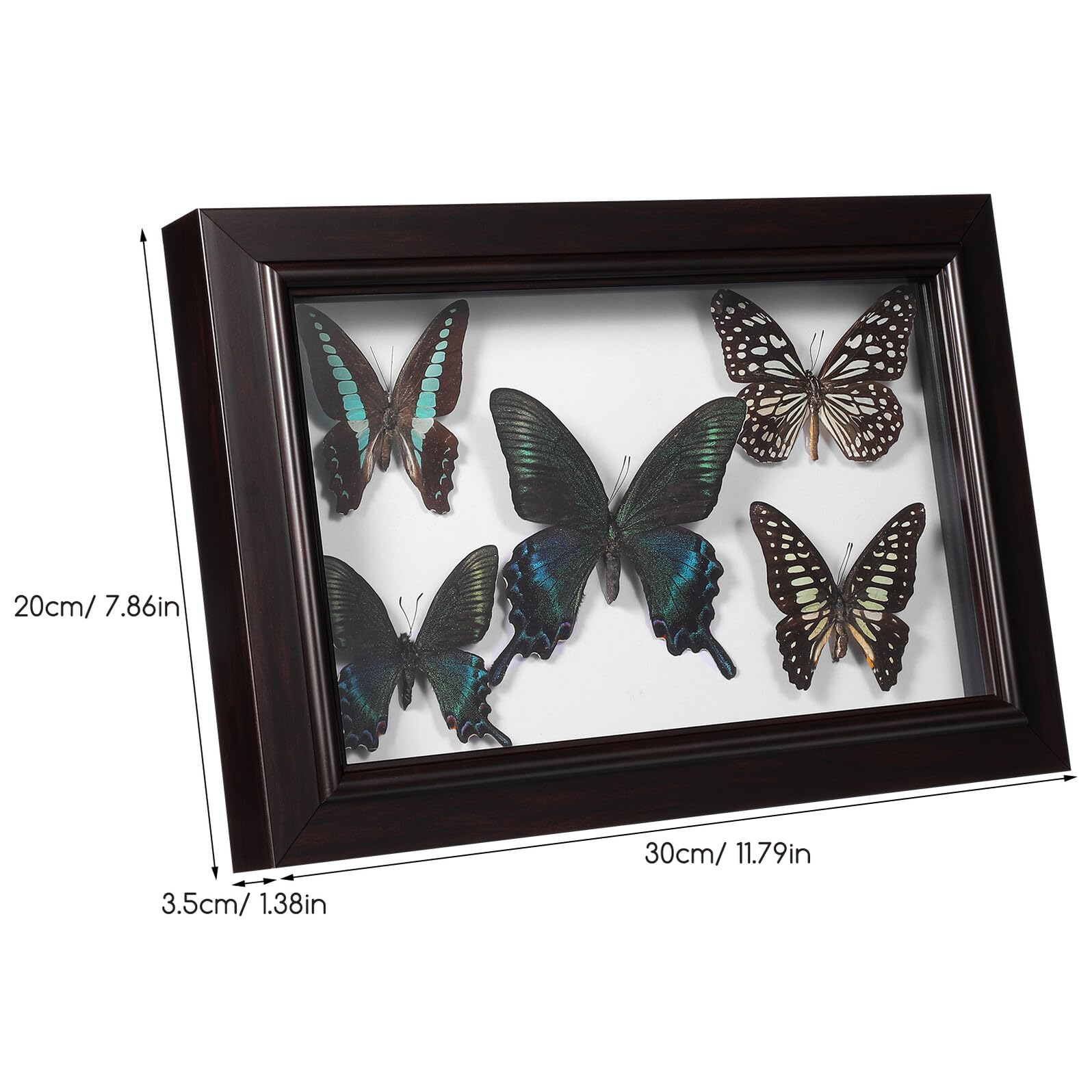 Marco de Exhibición de Insecto Disecado A7 con Tapa Transparente Marco de Madera Compacta para Decoración de Pared Artística DIY Espécimen Real para Decoración del Hogar y