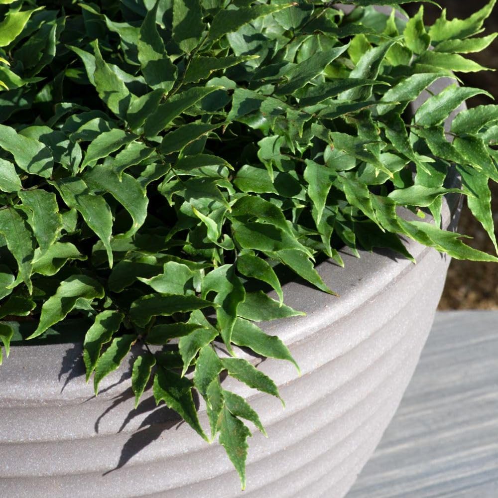 Cyrtomium Fortunei, Evergreen Hardy Fern, Elegant Shuttlecock Fronds, RHS Award Winner, Perfect for Shade, 1X 1 Litre Pot by Thompson and Morgan