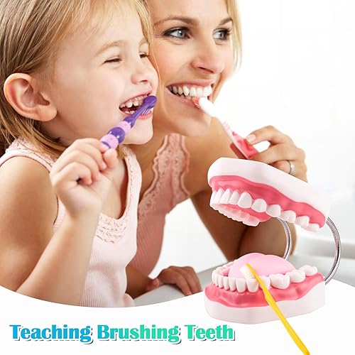 Miniatura 4 de Ultrassist Modelo de dientes dentales ampliado 2 veces modelo ideal de entrenamiento de cepillado de dientes para niños incluye cepillo de dientes