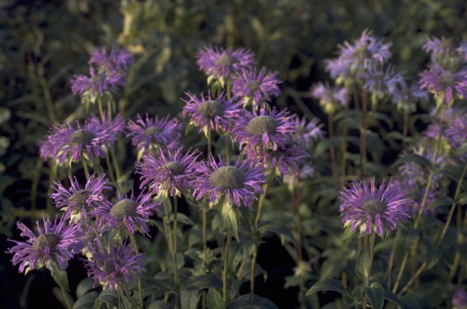 Bee balm (Monarda fistulosa) seeds