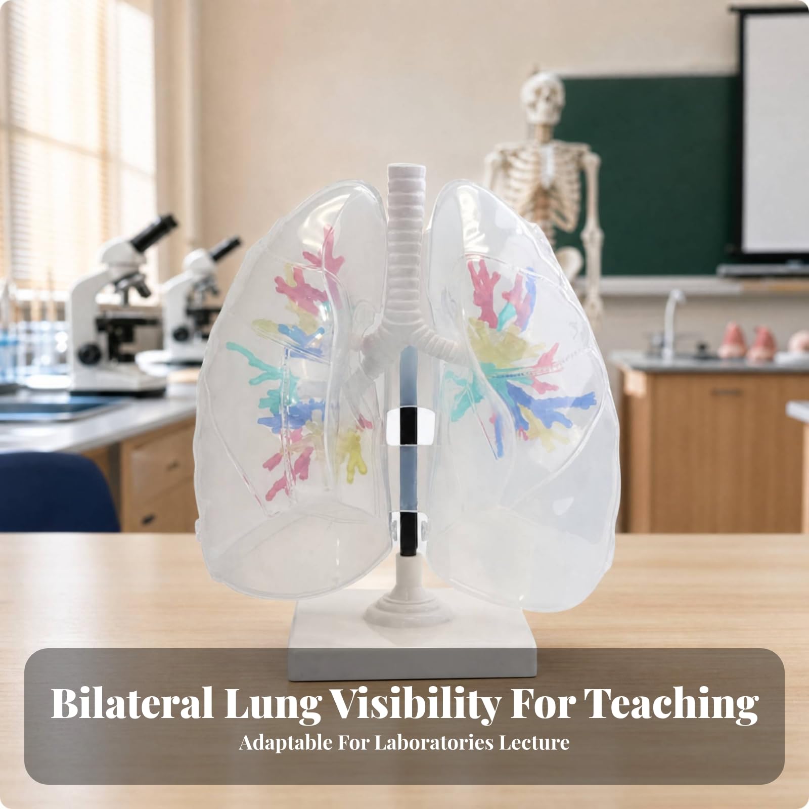 Atemsystemmodell mit Ständer Lehrreich Bronchienmodell mit Lunge Lungenanatomiemodell für Biologielehrer, Schüler, Studienplatz, Transparente Lunge 1
