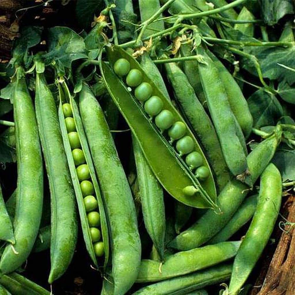 PLANTOGALLERY Vegetable Seeds | Green Peas Vegetable Seeds For Gardening (20 Seeds Pack) (B09B2MW9WT) Amazon Price History, Amazon Price Tracker