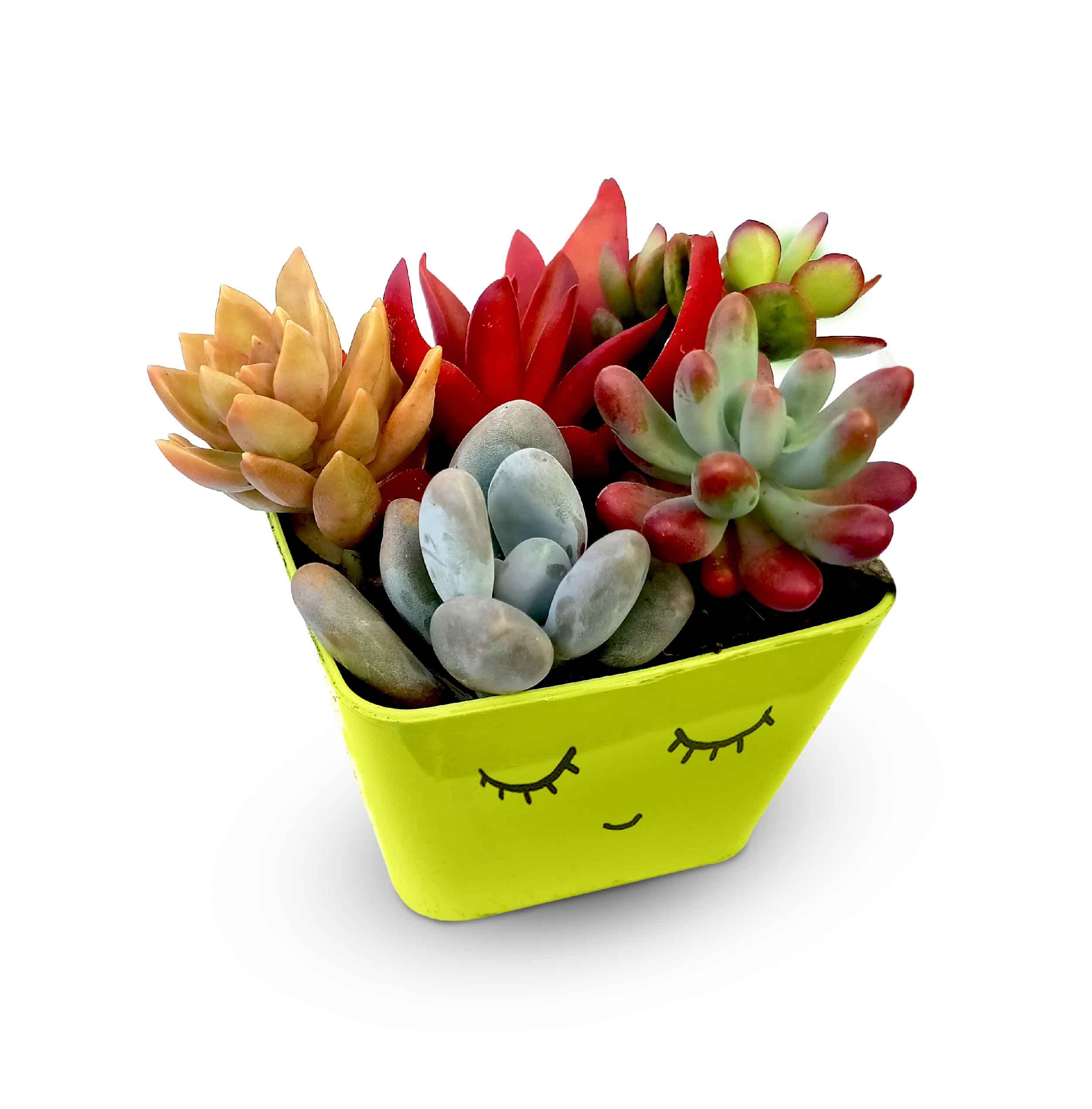 HILLMART® Succulent Plant Collections with Green Planter for Windowsills, Indoor/Outdoor Garden, Vertical Garden | Colour Full 5 Different Live Plants, Size 15 cm