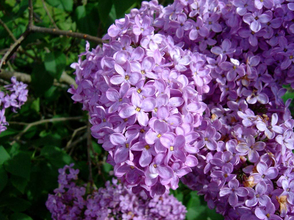 Buy Two Pack of Common Lilac Bushes Lavender Purple Blooms 2 Live s Shipped 1 to 2 Feet Tall