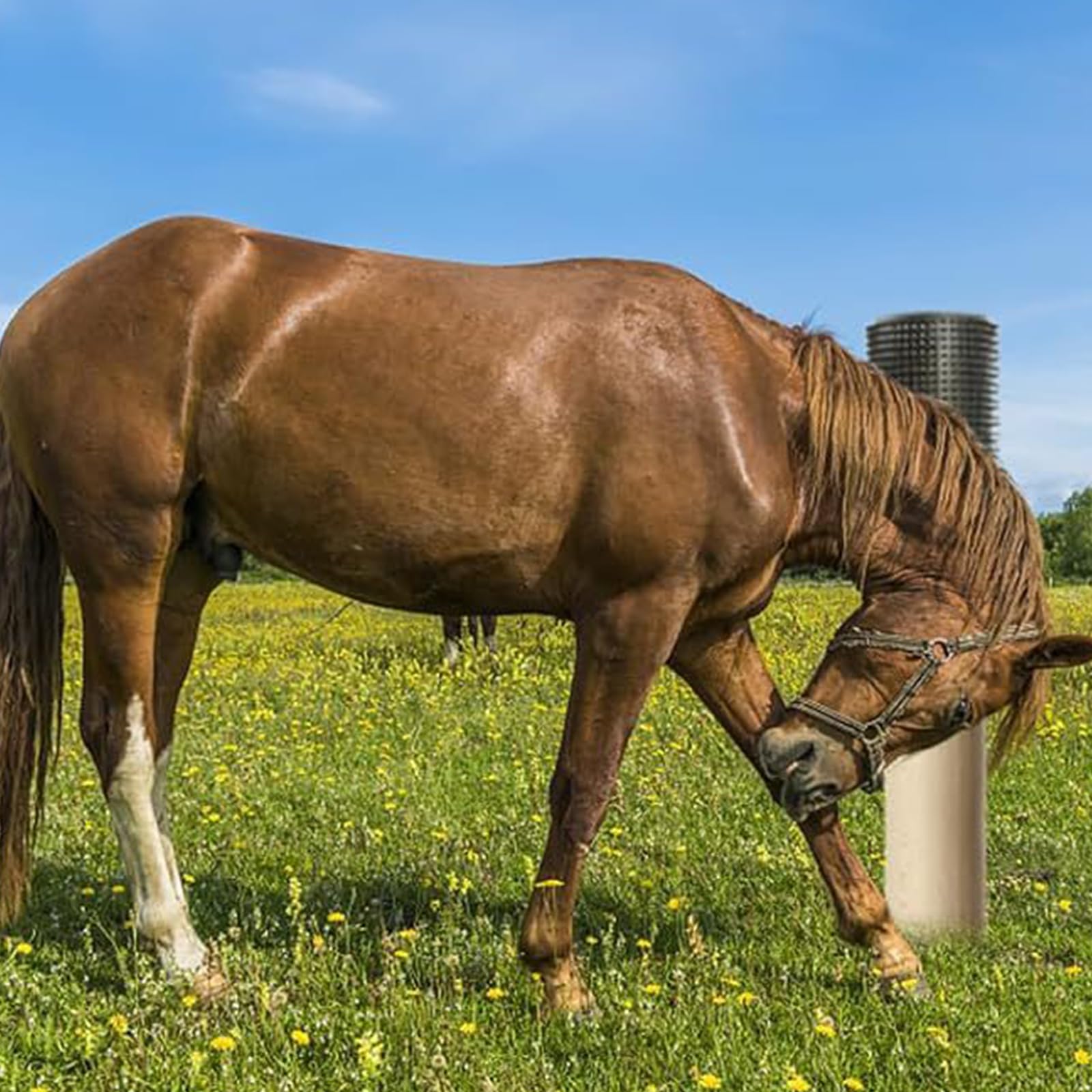 Farm Animal - Cepillo multifunción para cría, antipicazón, rascador para vacas, caballos, alfombra de masaje, limpieza y desenredado
