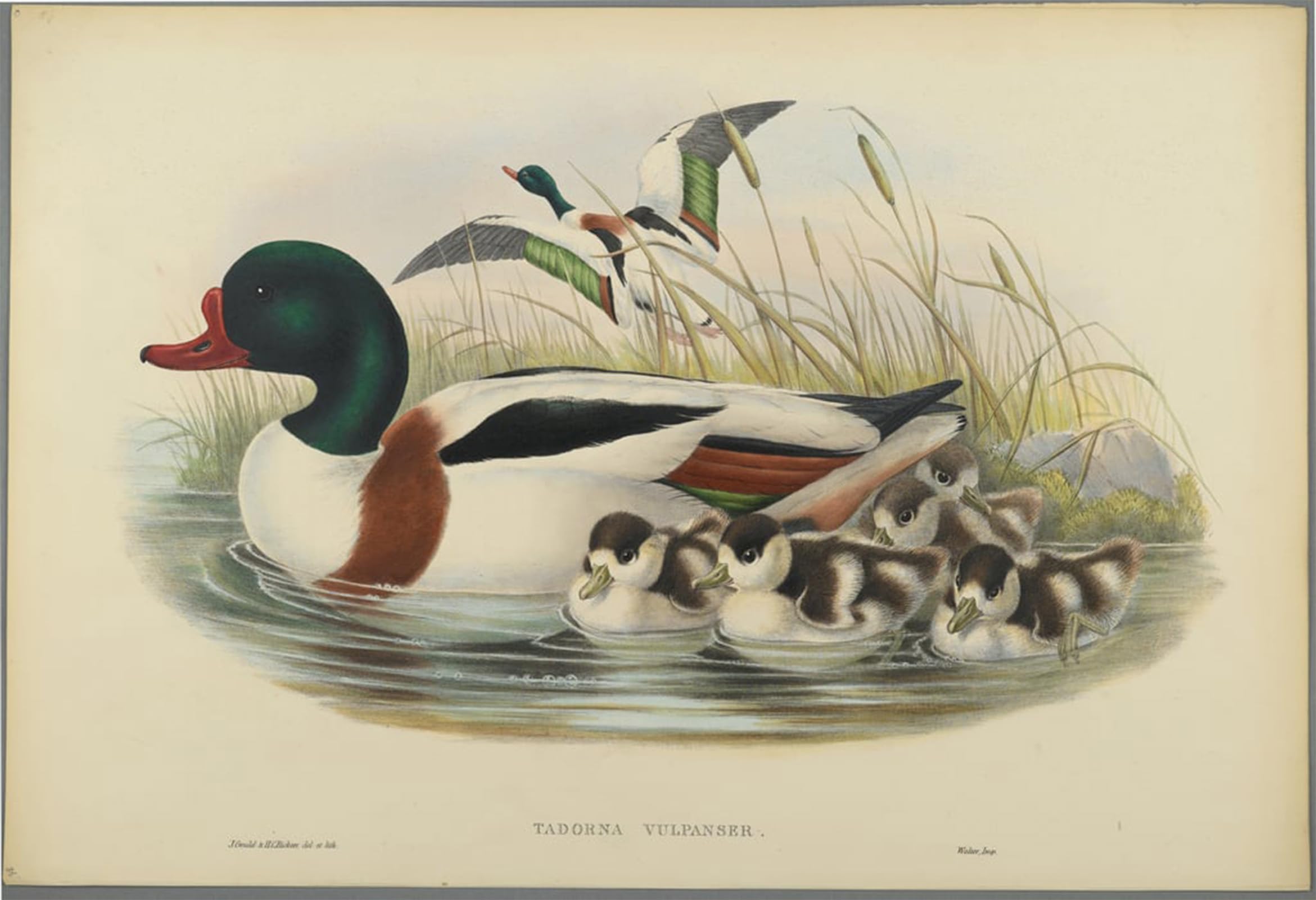SERENDIPITP Vintage Picture Print on Canvas Wall Art Poster Animal Bird Tadorna Vulpanser Sheldrake by John Gould Artwork Print Poster for Wall Decor 60x90cm