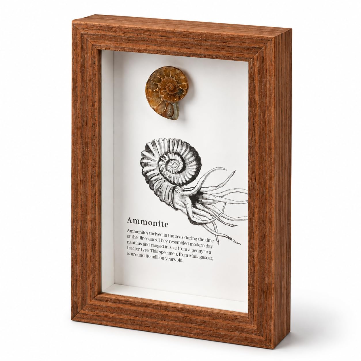 Ammonite Framed Fossil – Genuine Cut and Polished Ammonite Fossil Display in Wooden Frame with Educational Information (17 x 12 cm)