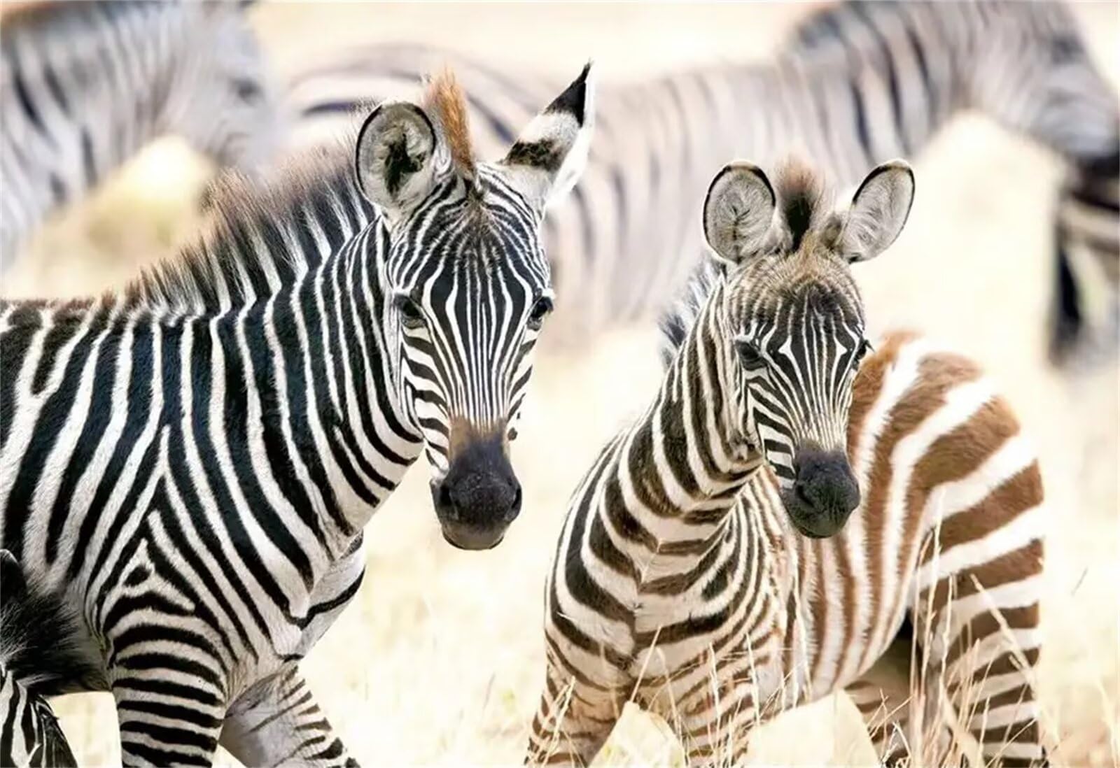 Puzzle 1500 elementów, dla dorosłych, zwierzęta, zebra, klasyczne puzzle 87 x 57 cm, gra zręcznościowa dla całej rodziny, kolorowe układanie puzzli, dekoracja domu