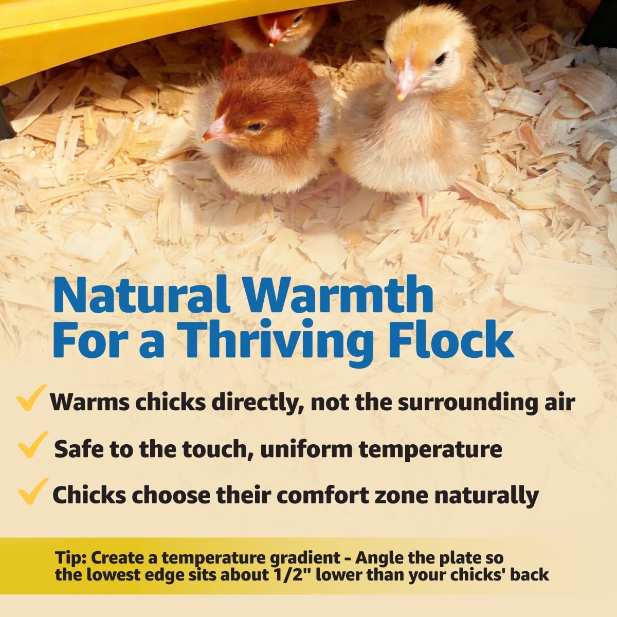 Brinsea Ecoglow Safety 600 Brooder Plate for up to 20 Chicks - Energy Efficient 12 Watt Heat Plate for Ducklings and Poultry - Adjustable Low Voltage Design