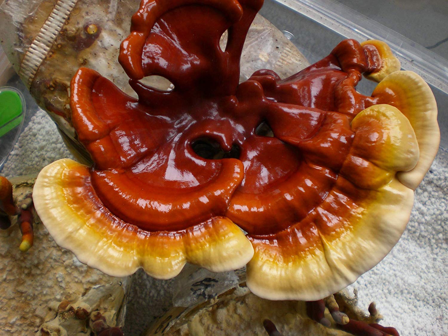 Bio Reishi | Flüssigextrakt | 100ml | Full Spectrum |