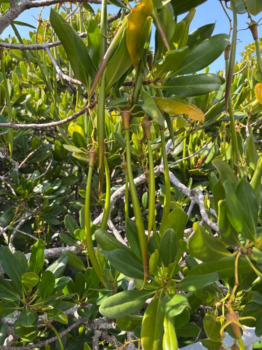 Amazon.co.jp: マングローブ 種 メヒルギ 8本 : DIY・工具・ガーデン