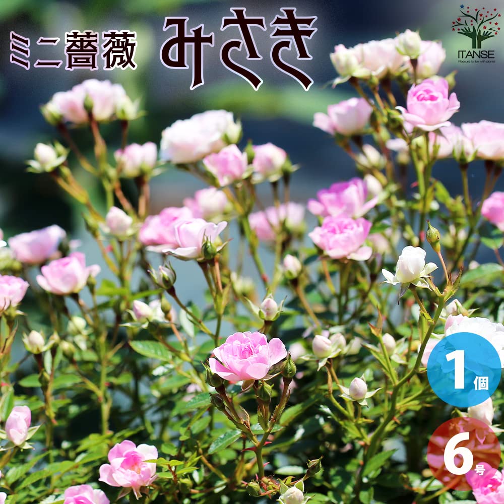 Amazon.co.jp: ミニ薔薇・みさき トレリス仕立て 6号鉢【品種で