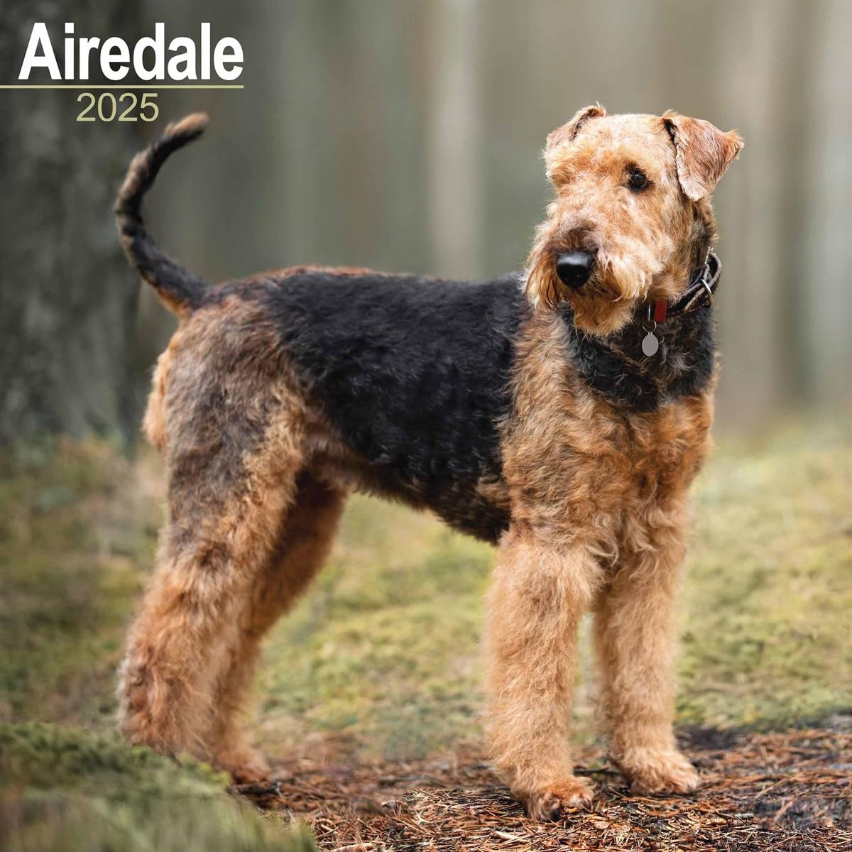 Airedale 2025 Square Wall Calendar | Dog Breed Calendar