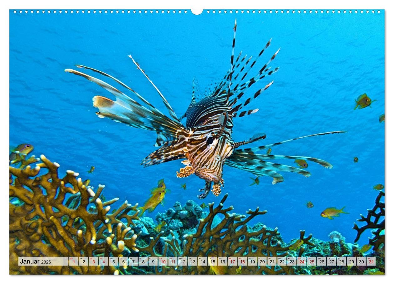 Abenteuer Riff - bunte Unterwasserwelt (Wandkalender 2026 DIN A2 quer), CALVENDO Monatskalender: Fantastische Unterwasseraufnahmen zeigen das ... Korallenriffen der Erde (CALVENDO Natur)