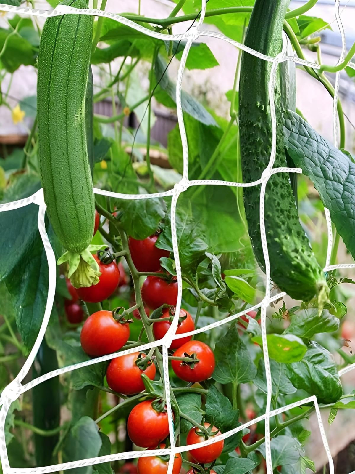 Plant Climbing Creeper Net (4x6 Ft Pack of 3) | Plant Supporting Net Used in Terrace, Shade, Roof for Shrubs, Vegetables, Flowers and Other Plants Growth Supporting-image-6