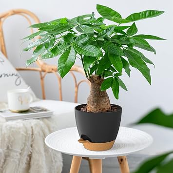 ZMTECH 8 Inch Flower Pots Set of 2 for Indoor Plants Self Water Pots with Drain Hole and Saucer for Outdoor Plants Black and Brown
