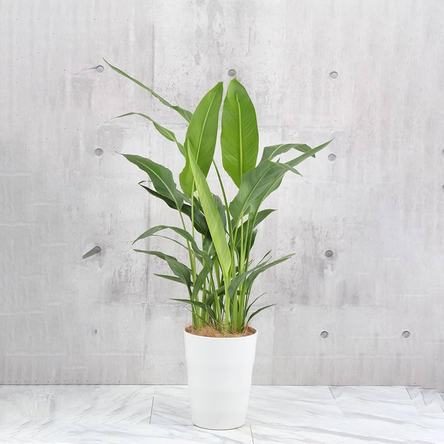 【現品】旅人の木/扇芭蕉　ドライ　特大（1） 7a6f7bb404c0b64967c4e5a707514e