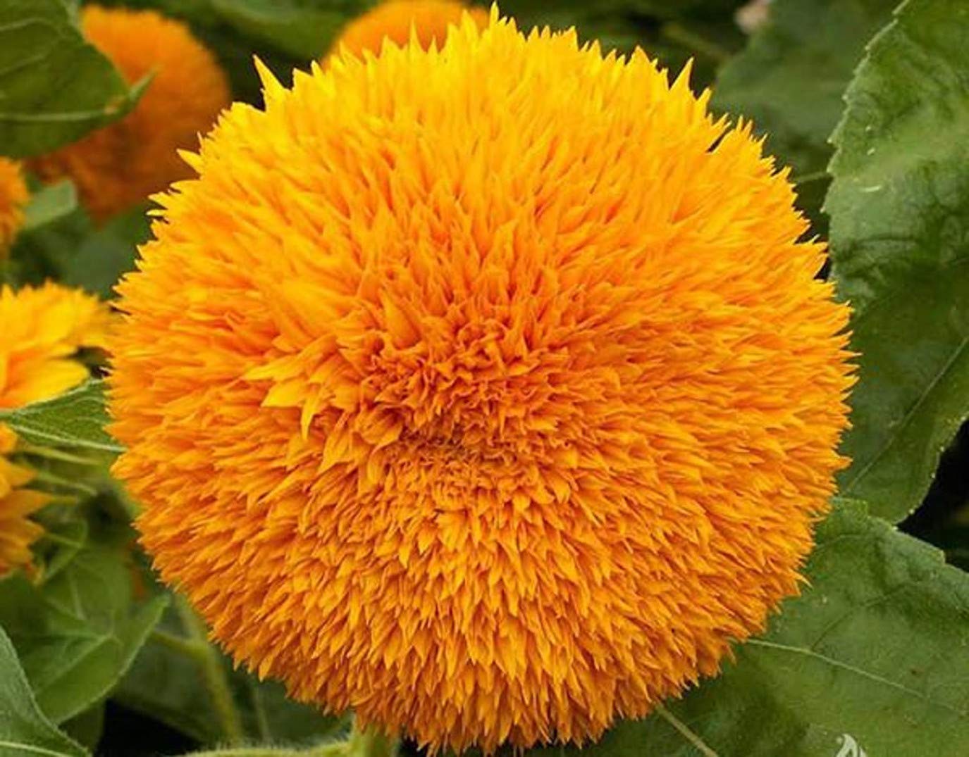 Bhajanlal Greenery Sunflower Seeds, Dwarf Teddy Bear Sungold, Helianthus Annuus Flower Seeds, Pack of 30 Seeds. (B07RGRWGRK) Amazon Price History, Amazon Price Tracker