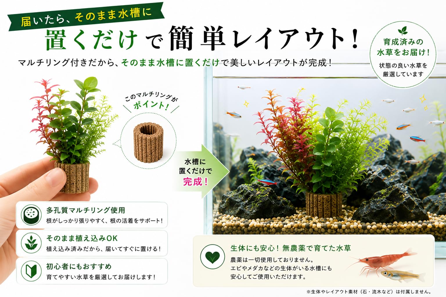 Amazon.co.jp: (coco`sshop）水草 おまかせ有茎草セット 15～20本 置く