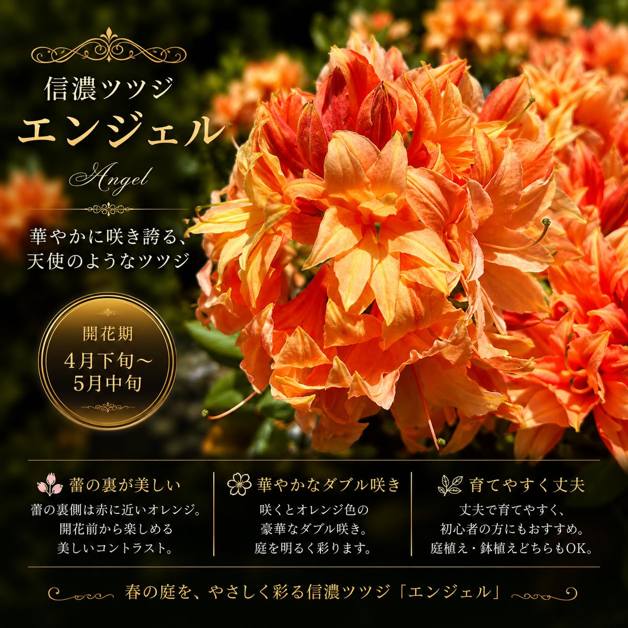 Amazon.co.jp: 八重咲き 信濃 ツツジ 苗 苗木「 エンジェル 」挿木2
