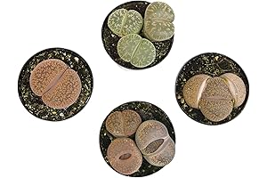 Altman Plants Living Stones Succulents (4PK) - Lithops Live Plants, Real Succulents...