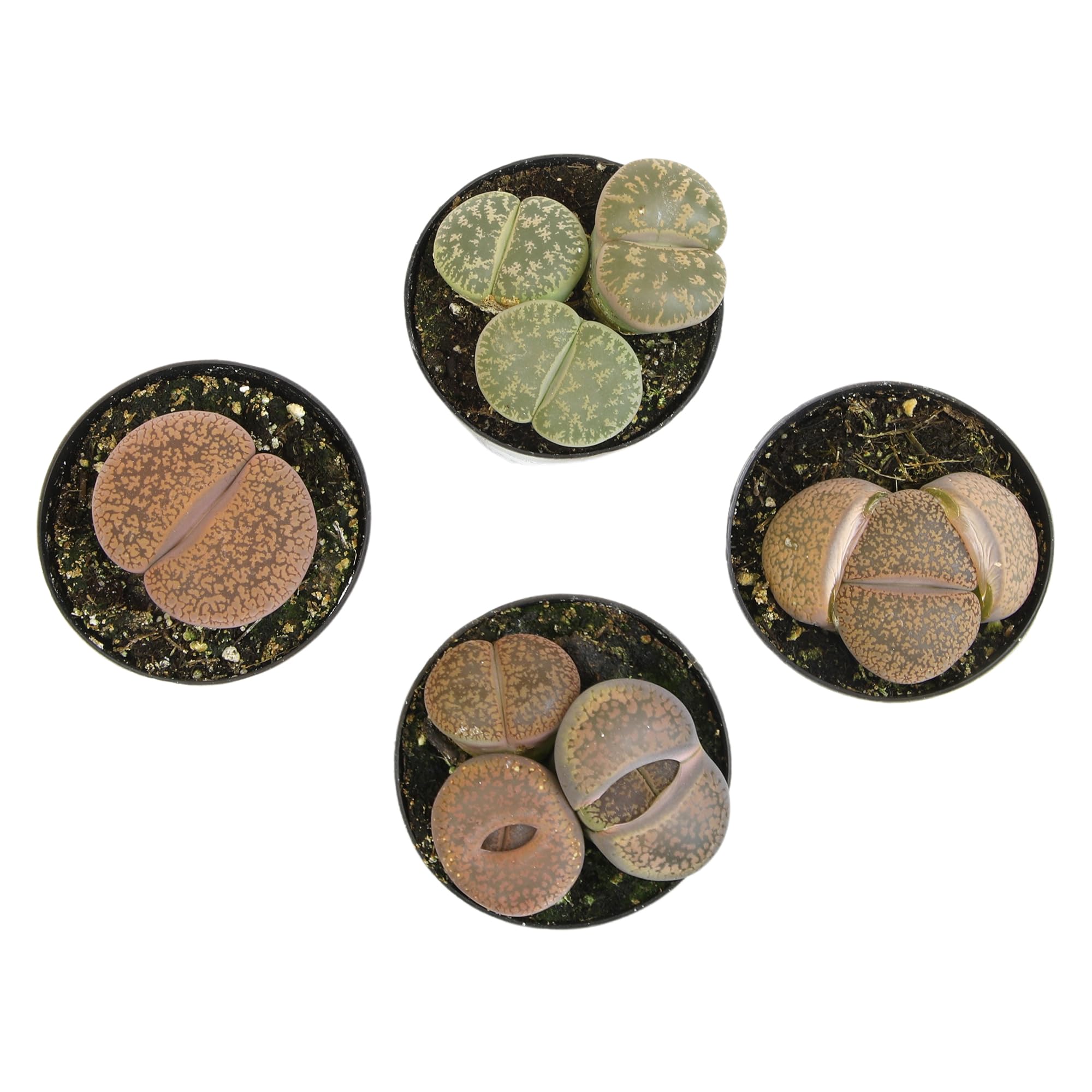 Altman Plants Giant Living Stones