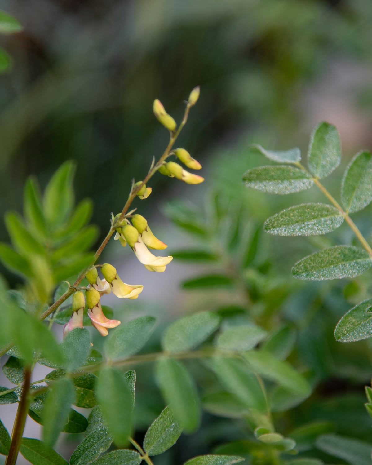 Herb Pharm Certified Organic Astragalus Liquid Extract for Immune System Support - 4 Ounce - Image 6