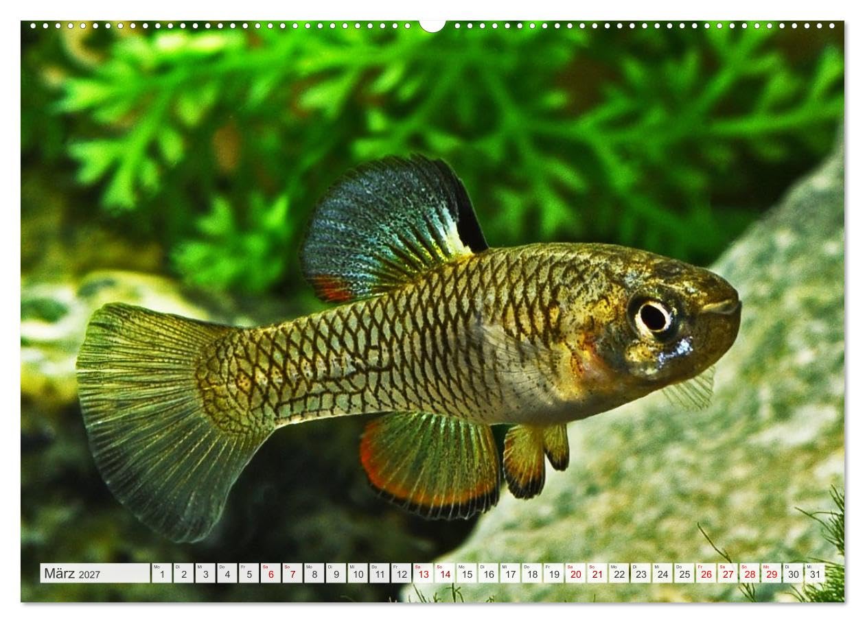 CALVENDO - Outdoor-Aquaristik (Wandkalender 2027 DIN A2 quer), Monatskalender: Freiland-Fische für Terrasse, Balkon und Garten