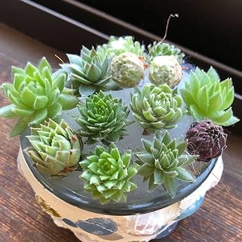 Amazon.co.jp: 多肉植物 センペルビウム 寄せ植えセット カット苗 寄せ