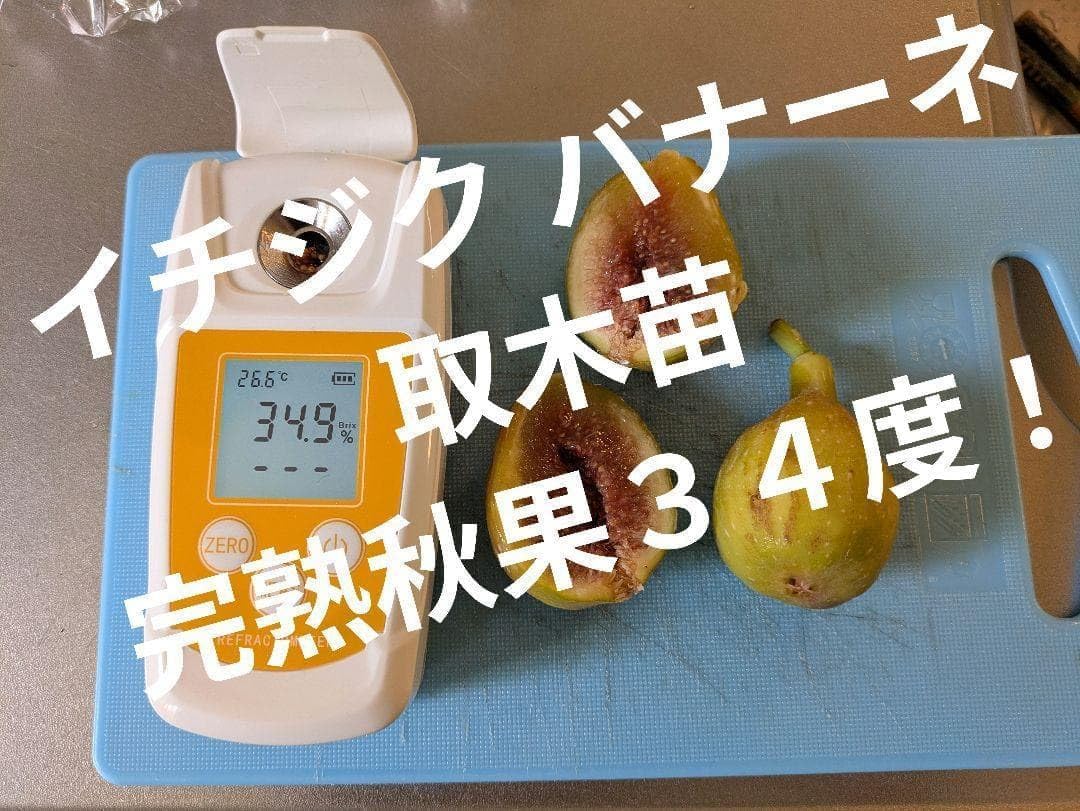 3545 農薬不使用 イチジク 20バナーネ取り木苗