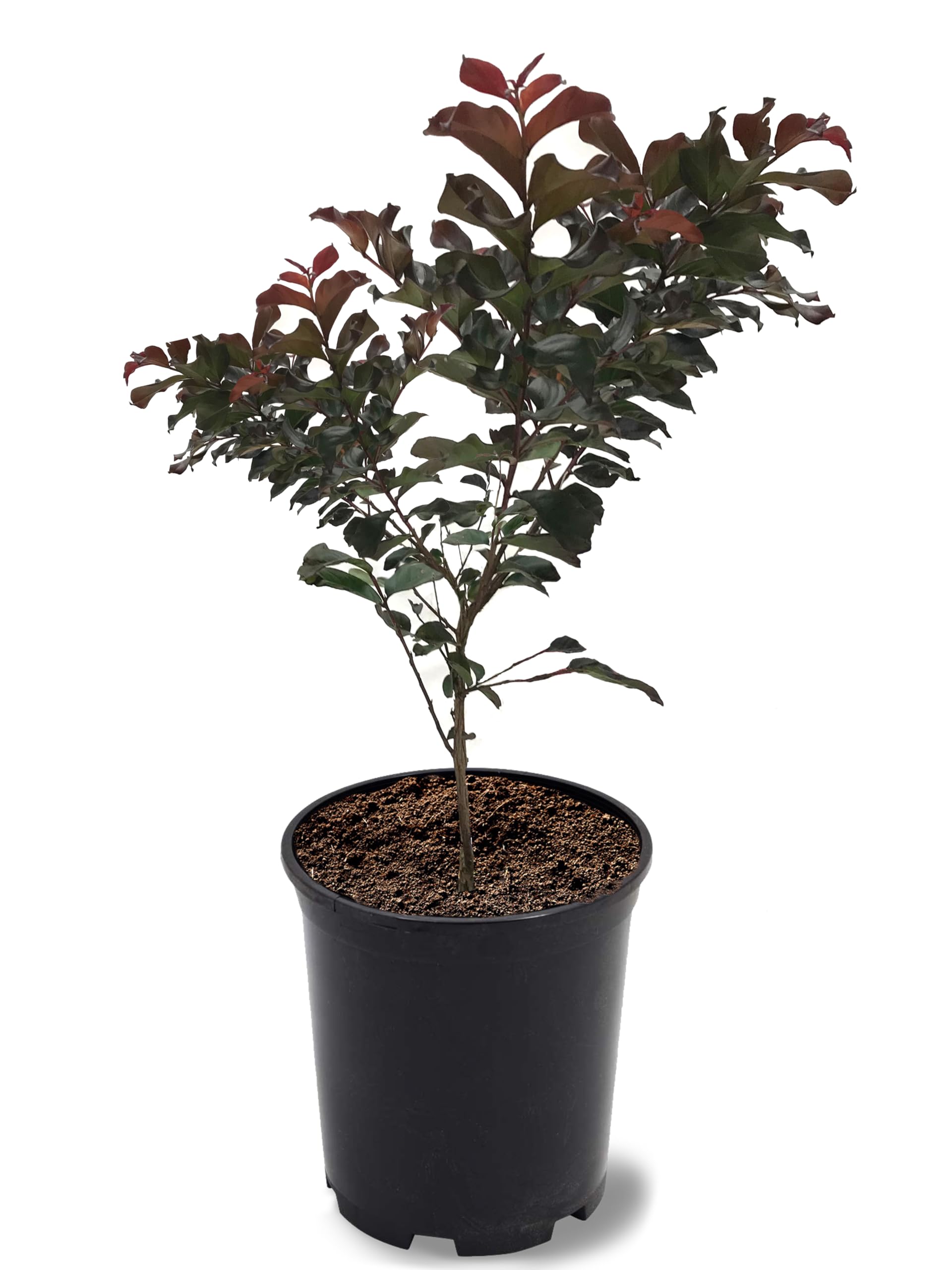 American Plant Exchange Plum Magic Crape Myrtle Tree