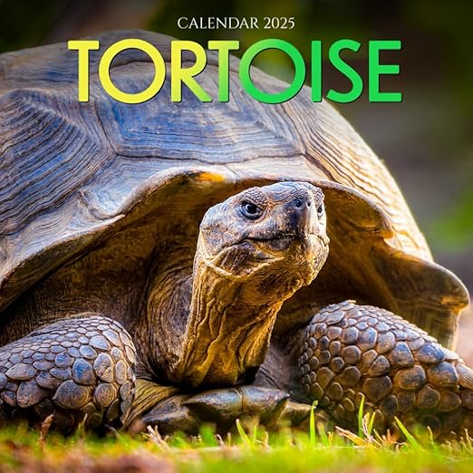 Tortoise Calendar 2025 Journey Through the Year with Majestic