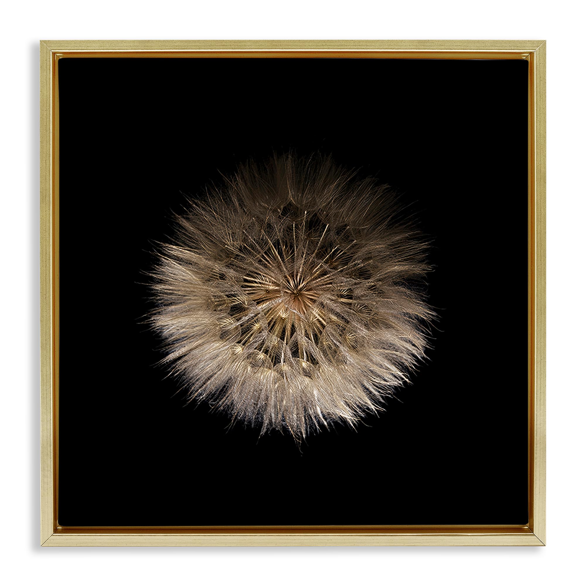 Stupell Industries Metallic Gold (Matte) 'Wispy Dandelion On Black'| Floating Frame Canvas Art