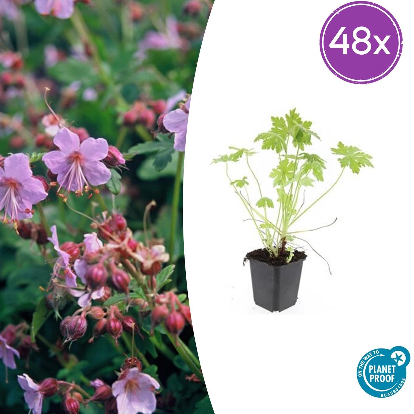 Geranio Macrorrhizum Tappezzante, per Ombra, Fiori Vivaci, 48 Vasi Ø9cm