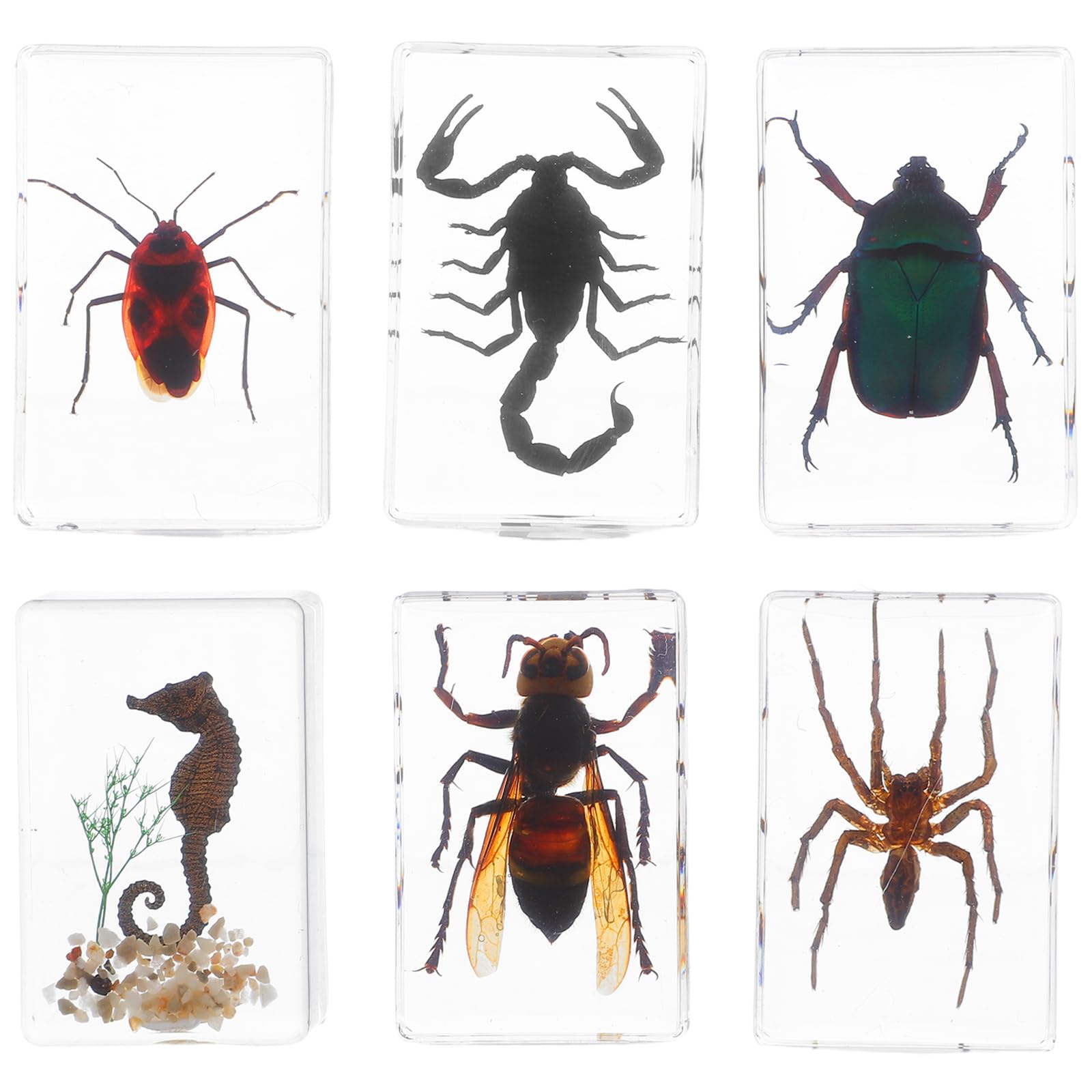 Mobestech Lot de 6 presse-papiers en résine - Insectes dans la résine - Collection d'échantillons de bureau - Conservés - Échantillons d'enseignement de la science pour les cours de biologie