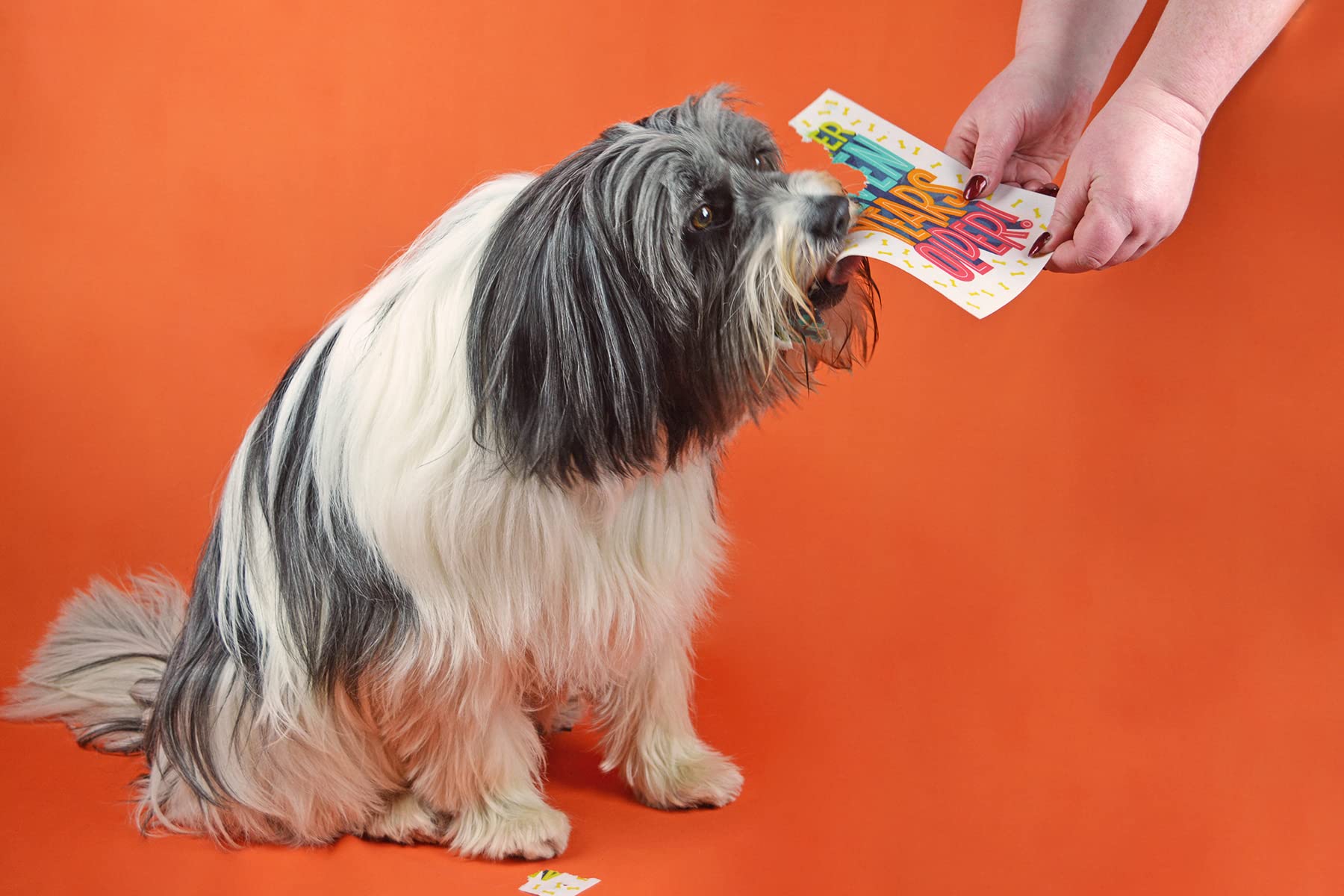 Carte D'anniversaire Papa Chien, « I Woof You » De Dog