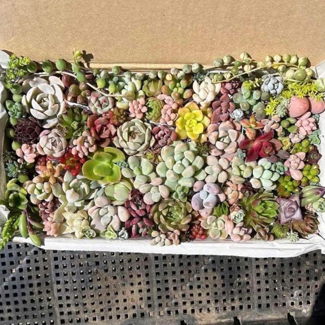 多肉植物 カット苗24種 多肉弁当 カラフルセット｜Yahoo!フリマ（旧