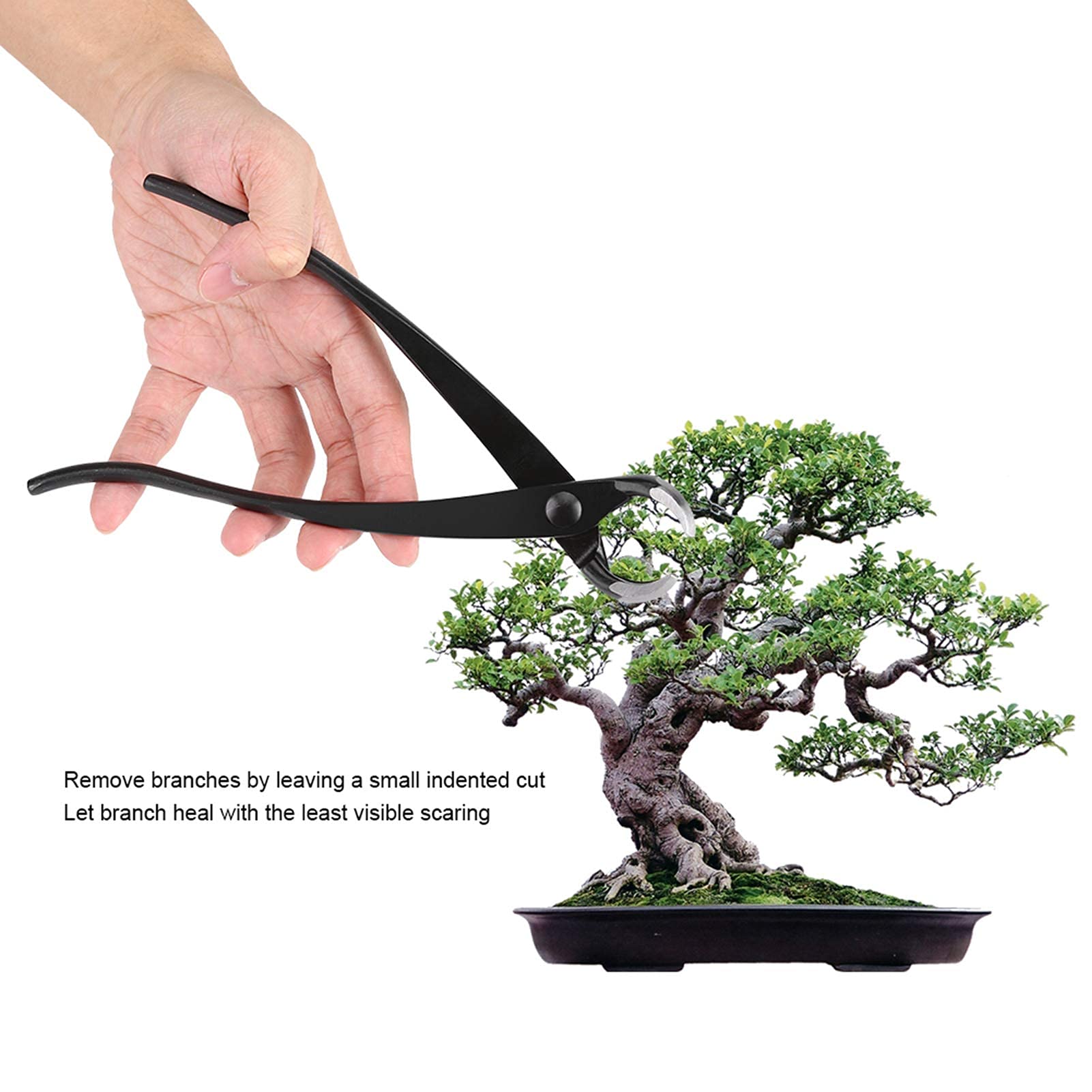 Attrezzo per Potatura Alberi Bonsai 20 cm Pinza da Giardinaggio Acciaio Legato Taglio Preciso Utensile Taglio Principianti Appassionati Bonsai