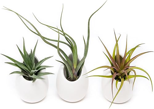 Miniatura 17 de Maceta de pared de cerámica blanca surtida – Tillandsia viva en soporte para plantas – Jarrón para plantas suculentas – Decoración para el hogar