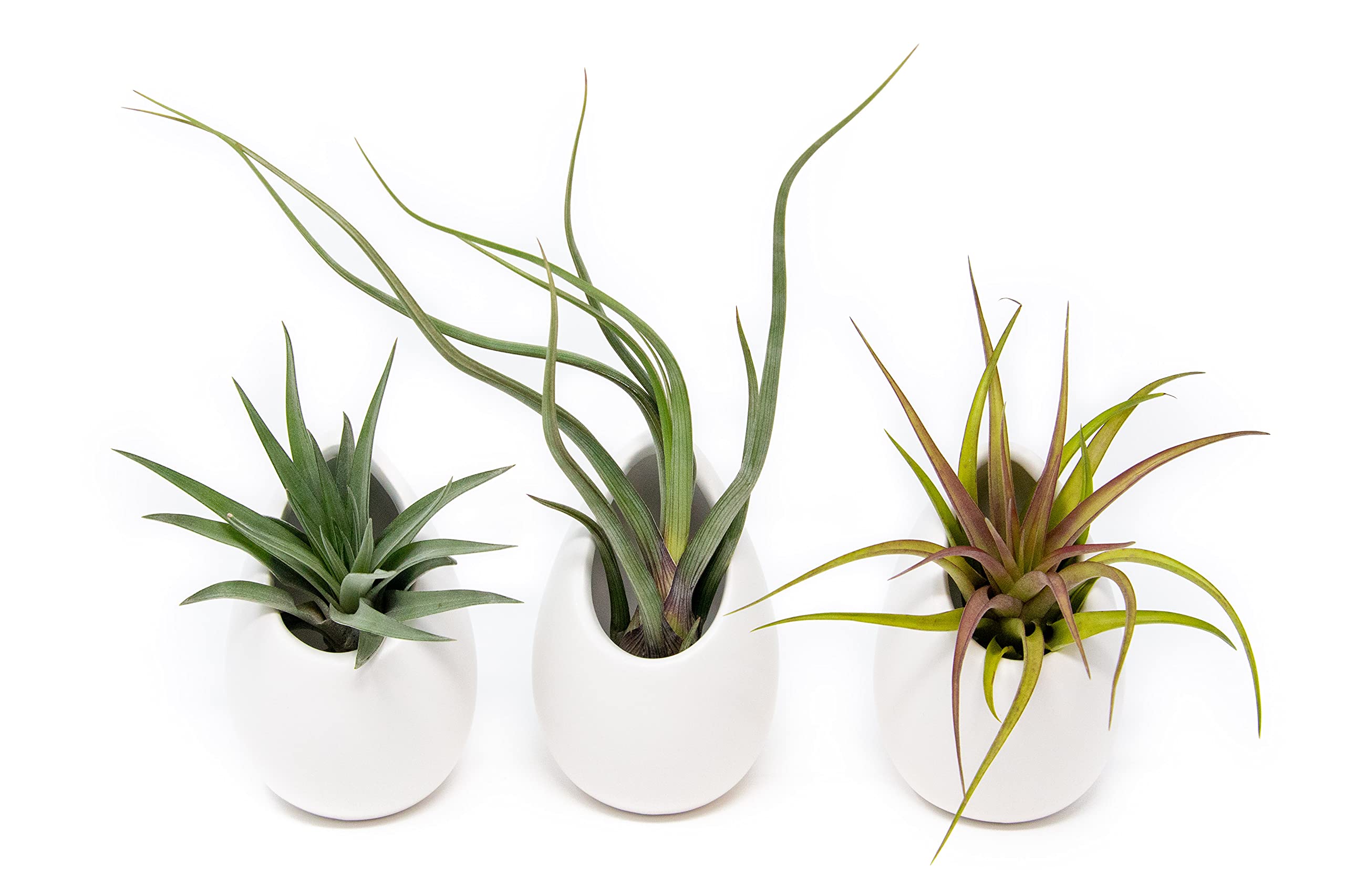 White Ceramic Wall Planter with Assorted Air Plants - Live Tillandsia in Holder - Succulent Vase - Home and Garden Decor - Easy Care (3 Large Planters with 3 Air Plants)