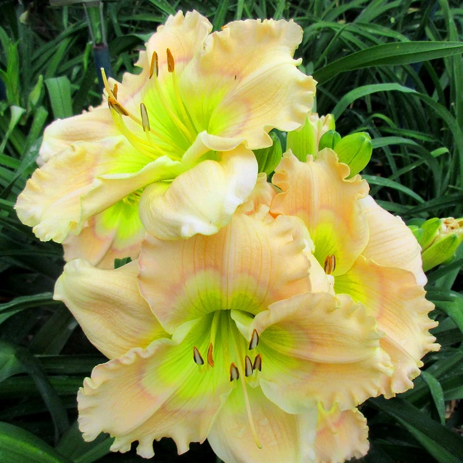 Daylily Tubers Bulbs Bulk Flower Plant Planted Lovely