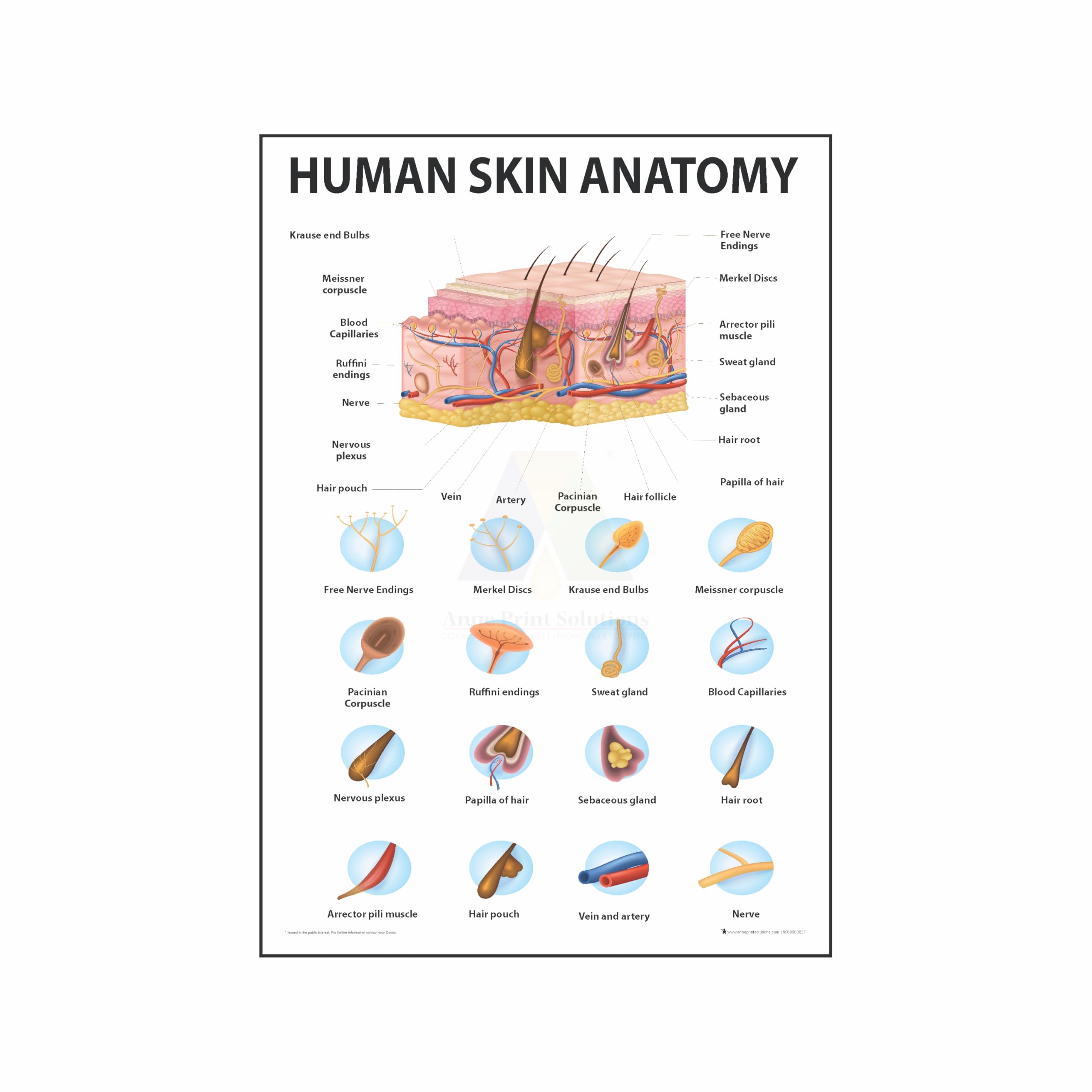 Dental Implant Chart Poster - Healthcare Reference -12