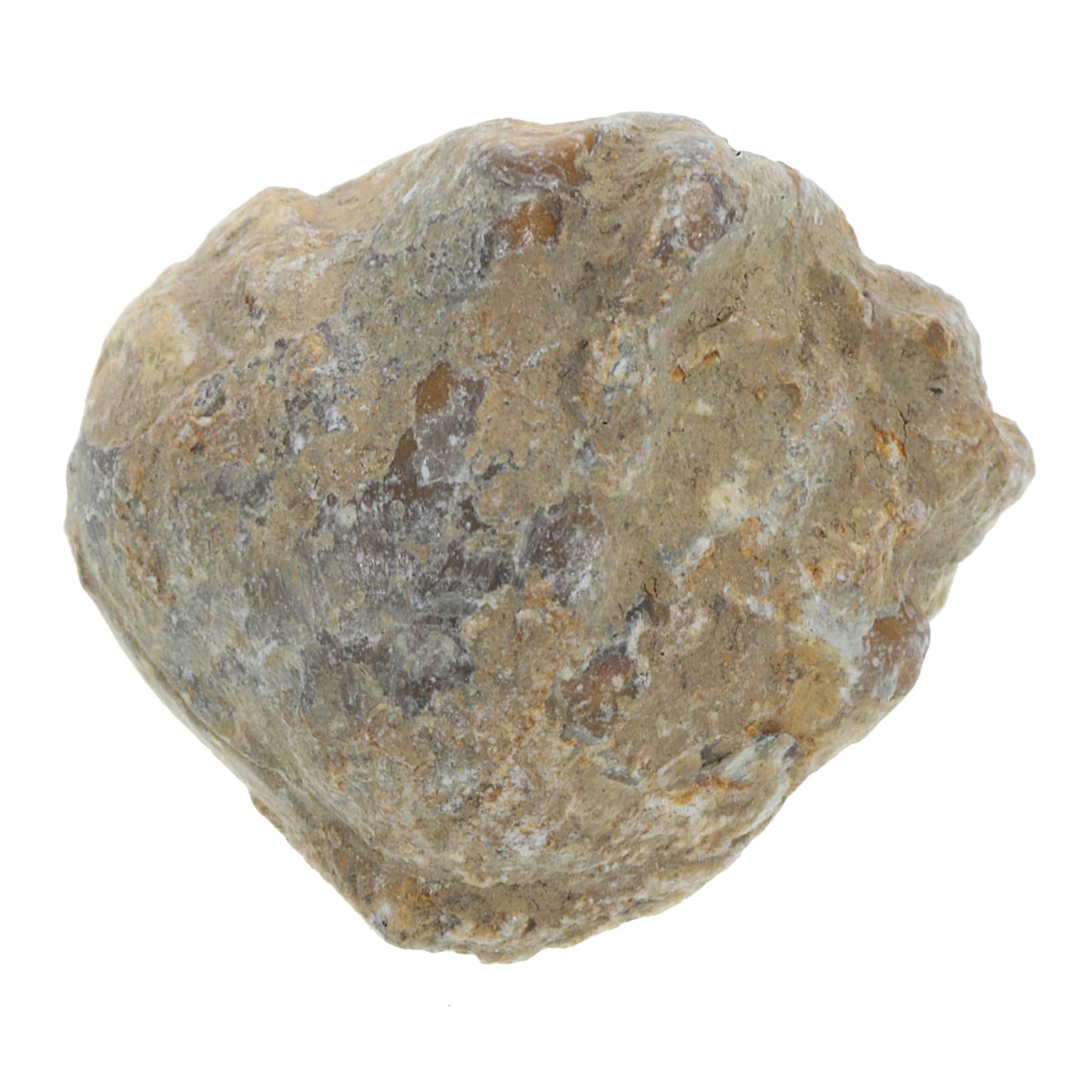 JECOMPRIS 1pc Shell Paleontology Specimen Model Decor for Boys and Girls for Children Toys