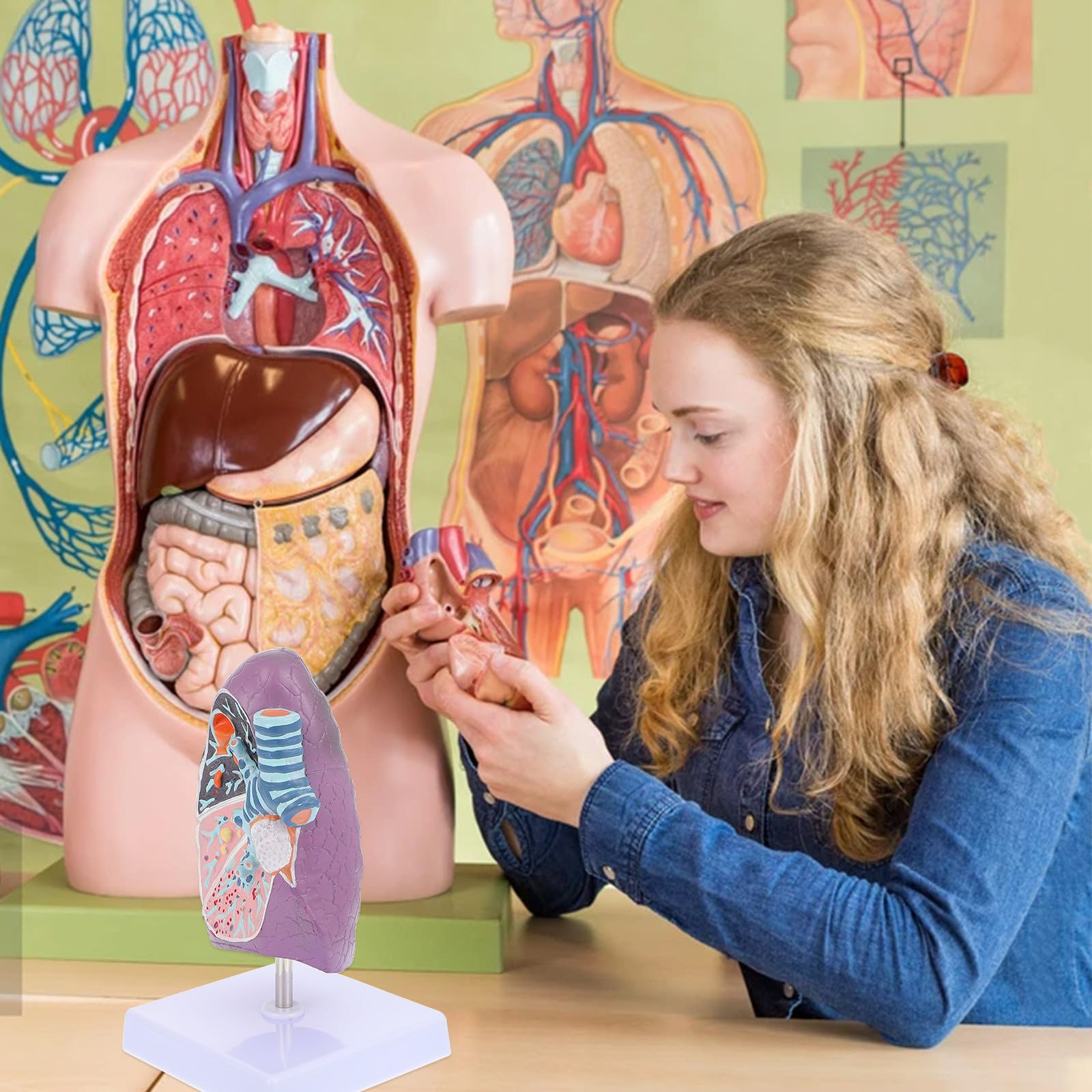 GALPADA Modèle pour Enseignement en Plastique de L'anatomie Physiologie Pulmonaire Respiratoire Pédagogique Réaliste Destiné aux Étudiants