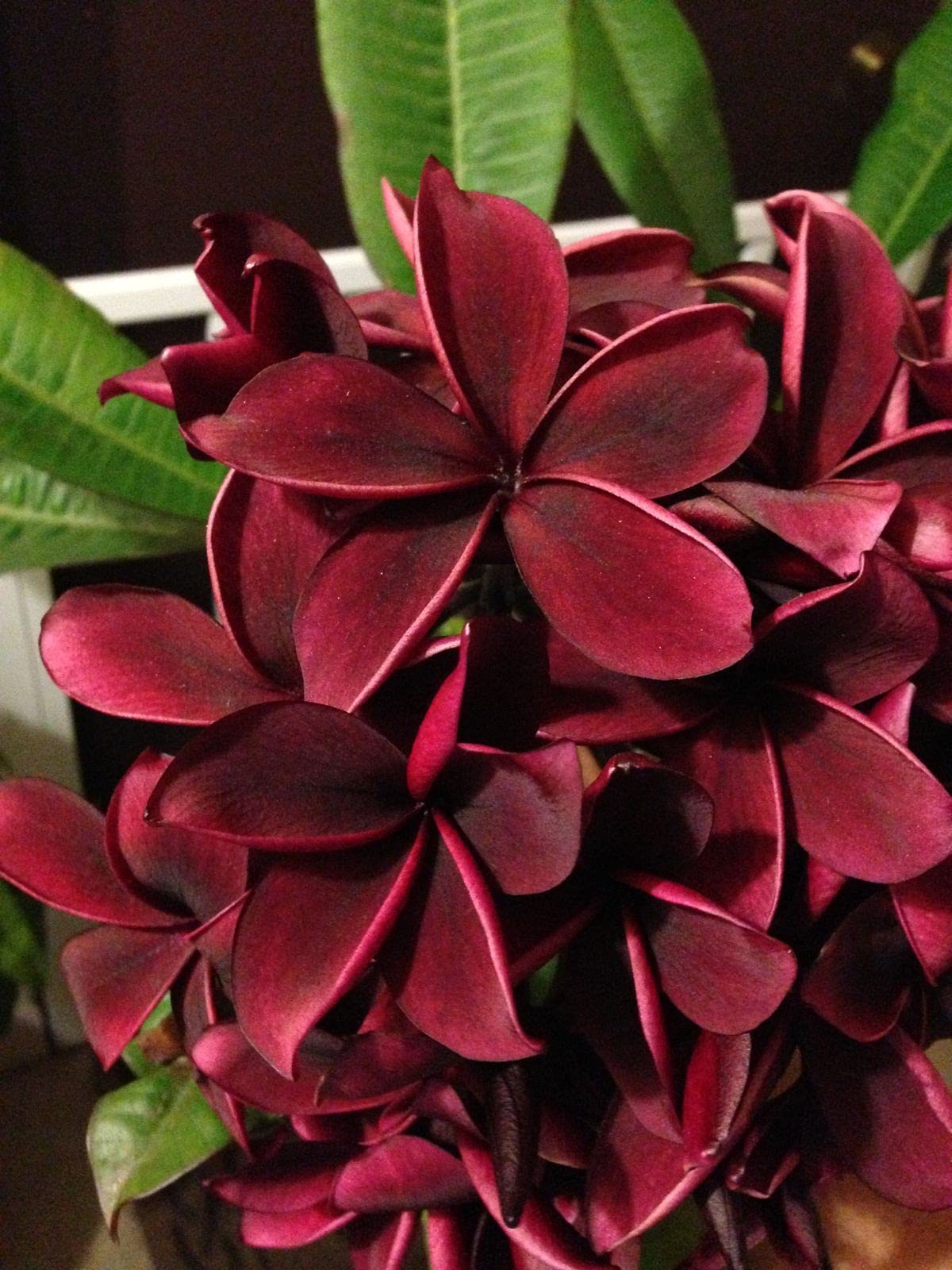 プルメリアページ Light Pink Plumeria | Nana's Clay Flowers