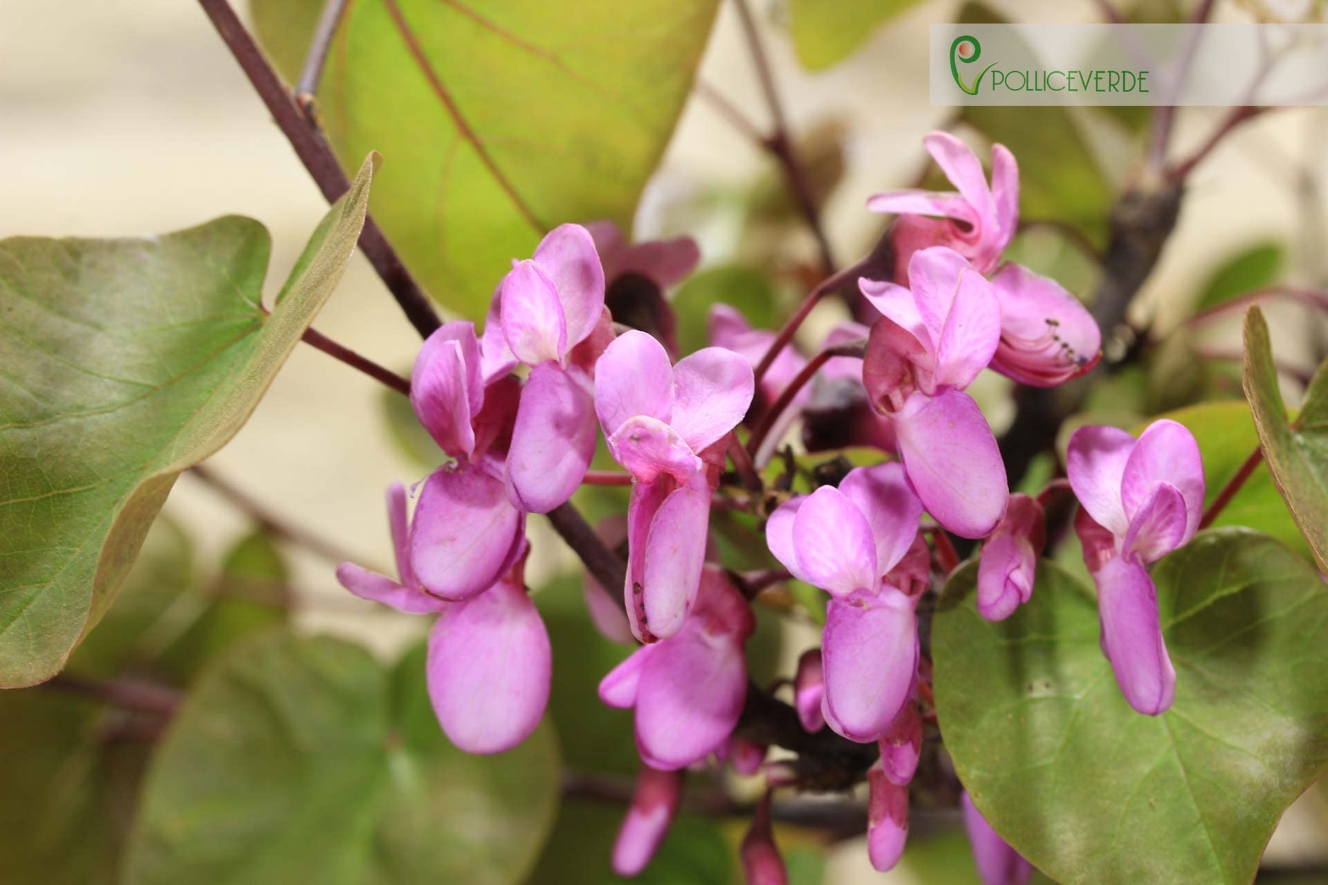 Bonsái Cercis - Árbol de Judas (62)