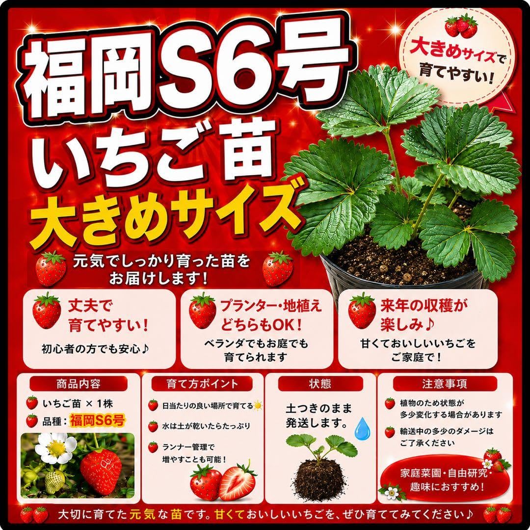 Amazon｜福岡S6号 いちご苗大きめサイズ ガーデニング 園芸用品｜観葉
