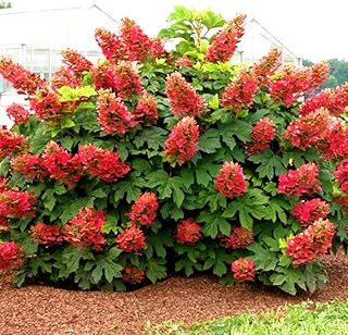 Rare Pink to Red Oakleaf Hydrangea Bush Plant Tree Live Shrub in Pot, Starter Plant 4 to 9 Inches, Hydrangea Tree, Dormant, Change Color Blooms