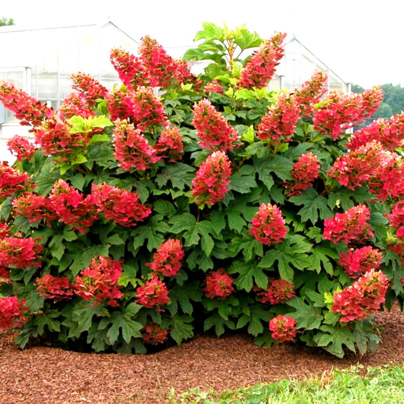 YOKEBOM Rare Pink to Red Oakleaf Hydrangea